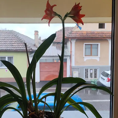 Pensiunea Hora 3* Braşov